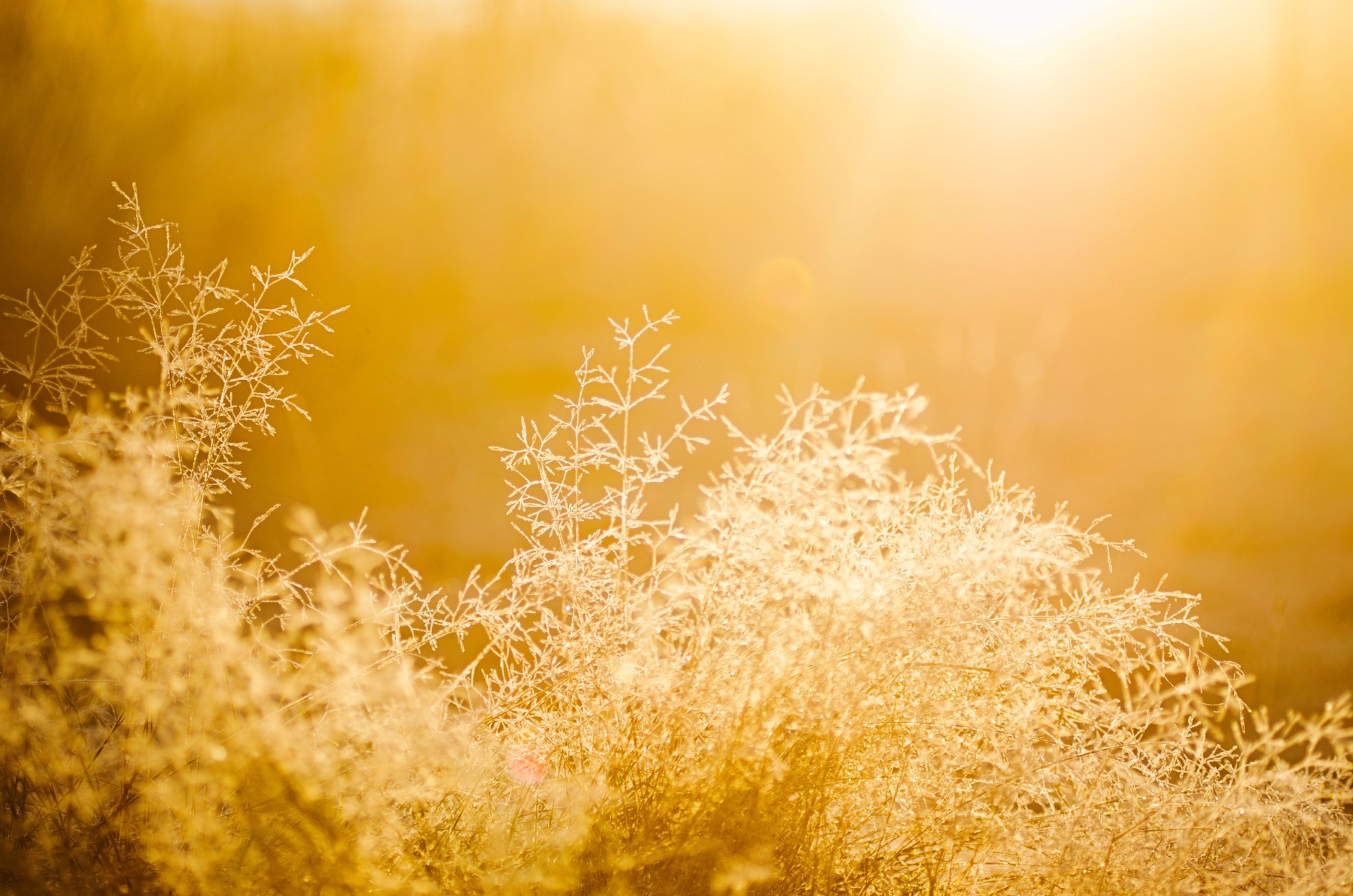 Yellow Plant